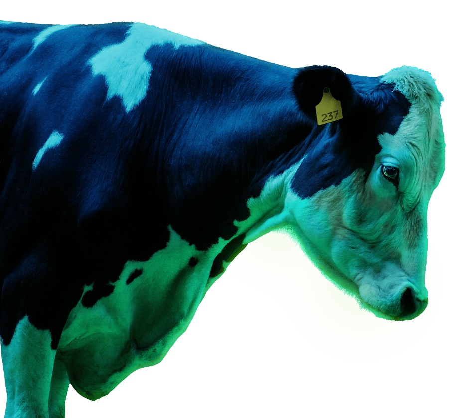 Cow Left