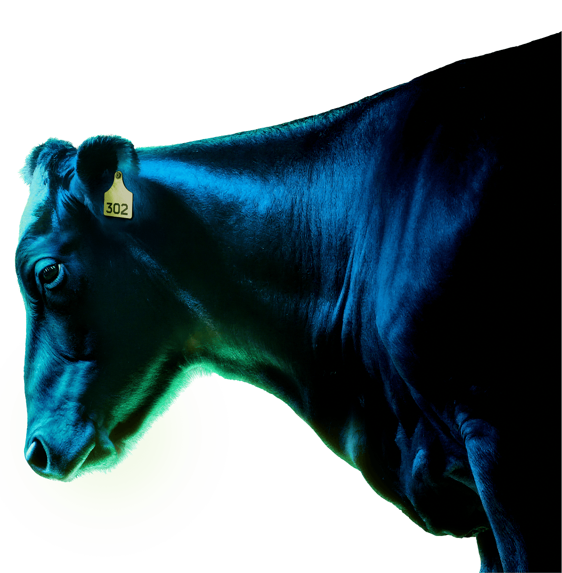 Cow Right